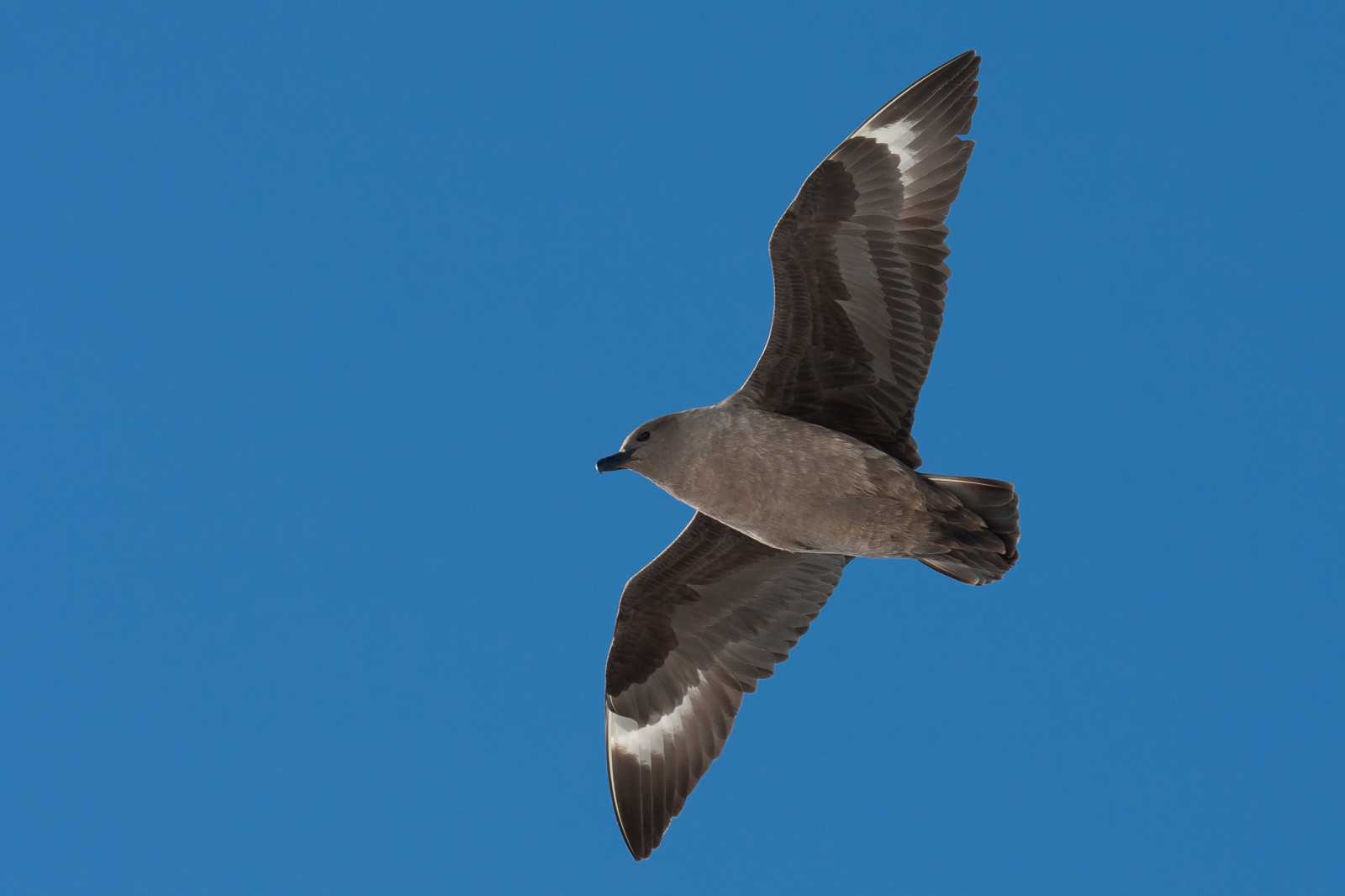 image South Polar Skua